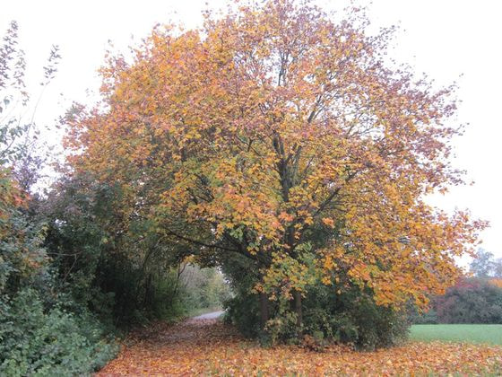 Herbst 2016                               